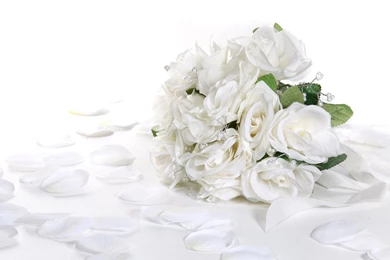 Rose Wallpapers HD, Rose Images, Rose Flower Pictures And Backgrounds