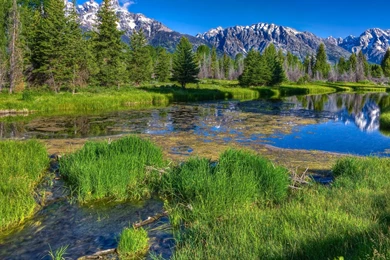 Wallpapers Green Forrest Forest Wallchan 1920x1080