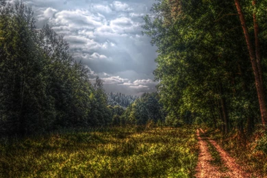 Resolution, Road, Forrest, Wallpapers, Photo (