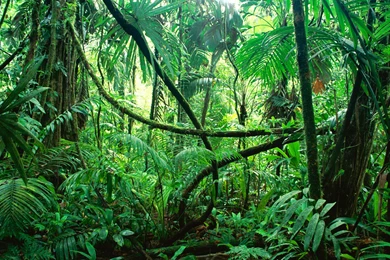 Forrest Wallpapers 17326 HD Wallpapers