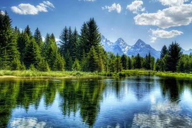 Laker, And, Forrest, Cool Nature Wallpapers, Organic, Plants ...