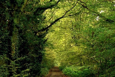 Road Forrest Smartphone Wallpapers HD ⋆ GetPhotos