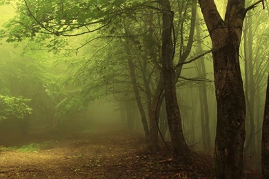 Wallpapers Misty Forrest Green Mist Forest Beautiful Nature Path ...