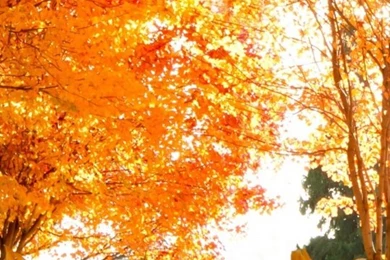 Download Wallpapers 540x960 Fall, Trees, Leaves Android HTC ...