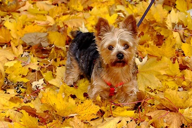 Fall With Animal Android HD Wallpapers Attachment 4026   Amazing ...