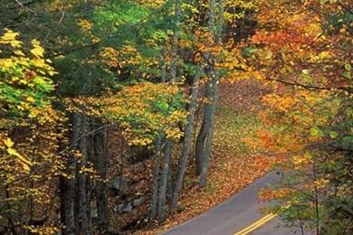 Download Wallpapers 540x960 Road, Asphalt, Wood, Lines, Yellow ...