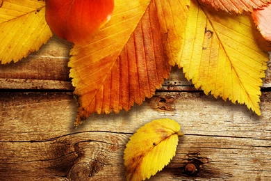 Fall Leaves Wallpapers HD 3944 Amazing Wallpaperz