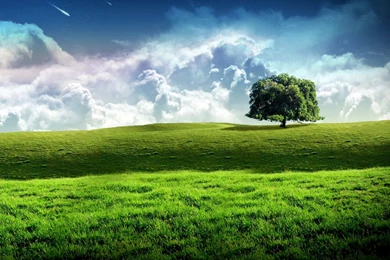 New Bliss Tree Green Landscape Scenery Wallpapers Free Images At ...