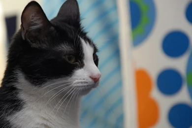 Best Apple Wallpapers Ever 41955 Desktop Wallpapers