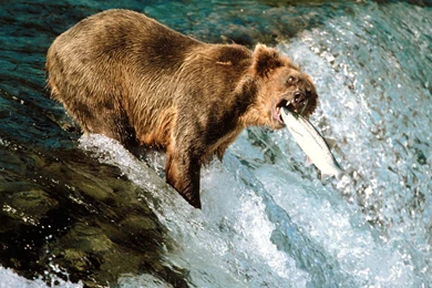 Best Nature Screensaver: Popular Screensaver Downloads