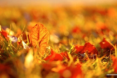 Free Fall Desktop Wallpapers Widescreen