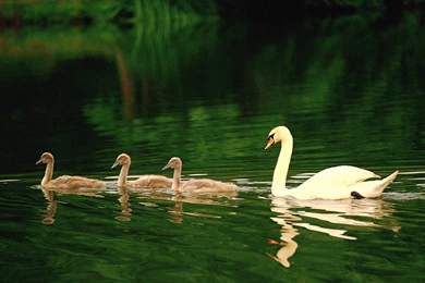 Cute Desktop Backgrounds Apple Mac Desktop Wallpapers. Cute ...