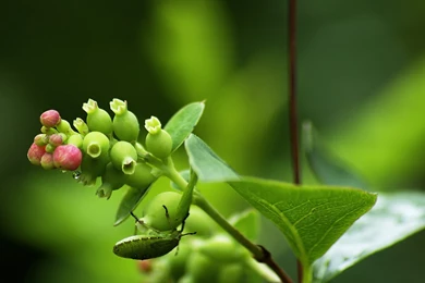 Cute Wallpapers » WallDevil   Best Free HD Desktop And Mobile ...