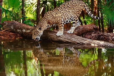 Girlywallpapersforiphone Wallpapers For Iphone With HD Wallpapers ...