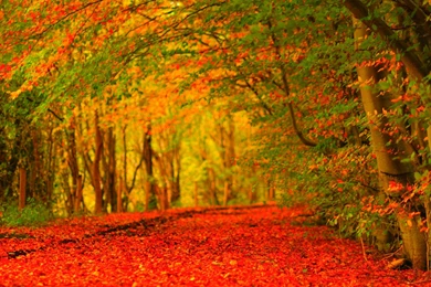 Wallpapers Autunm Autumn Carpet Leaves Hd Image Red 1920x1080 ...