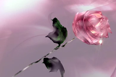 Spring Snowdrops Wallpapers   Flowers Wallpapers (32897802)   Fanpop