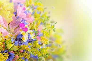 Beautiful Flowers Wallpapers