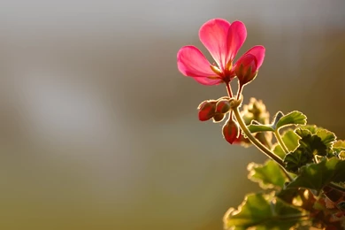 Rose Flowers Wallpapers