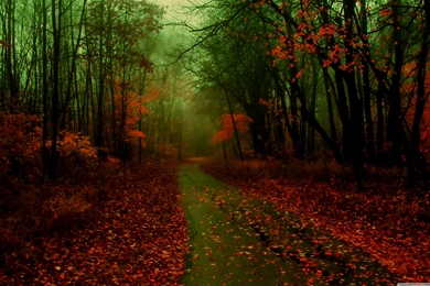 Misty Autumn Wallpapers Full HD [3840x2400]   Free Wallpapers Full ...