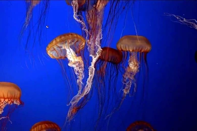 Jellyfish Live Wallpapers   YouTube