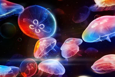 Jellyfish Wallpapers   Android Apps On Google Play
