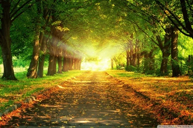 Autumn Path Wallpapers Full HD [1920x1200]   Free Wallpapers Full Hd ...