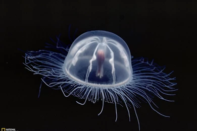Jellyfish, Antarctica