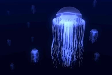 The Jellyfish Lovers Blog