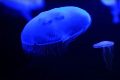 Glow Jellyfish Live Wallpapers   Android Apps On Google Play
