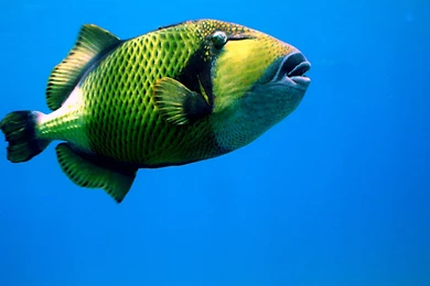 Deep Sea Jellyfish Wallpapers