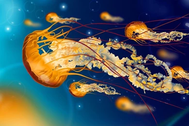 Colorful Jellyfish Wallpapers Hd