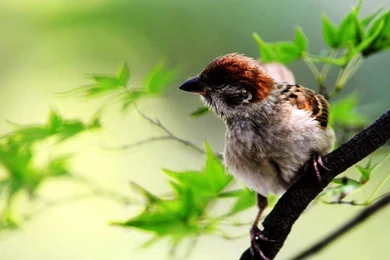 Cute Animal Wallpapers For Desktop Cute Bird Wallpapers55com Best ...