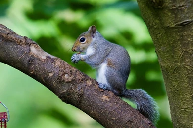 Desktop Wallpapers Of A Grey Squirrel At Clumber Park