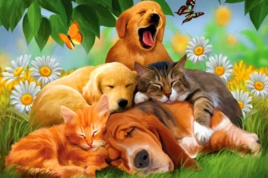 Cool Hd Animal Wallpapers