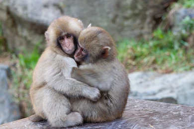 Mankey Wallpapers   Wallpapers Cave