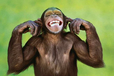 Mankey Wallpapers   Wallpapers Cave