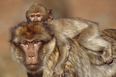 Monkey Live Wallpapers   Android Apps On Google Play