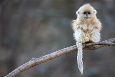 Monkey Day Pictures: Our Favorite Primates Around The World