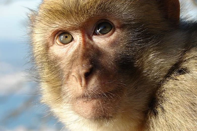 Comparison Of Monkey And Human Brains Reveals The 'unique ...