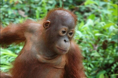 Top Funny Monkeys Hd Wallpapers Wallpapers