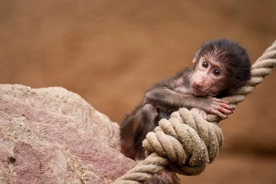 Rope Mini Monkey Wallpaper,Rope HD Wallpaper,Mini HD Wallpapers ...