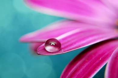 High Resolution Colorful Flower Desktop Wallpapers HD 13 Full Size ...