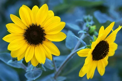 Sun Flower Growing In The Sun
