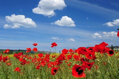 Desktop Wallpapers Flowers