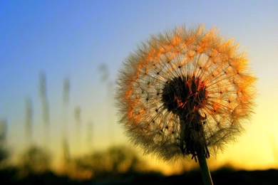 Dandelion Flower Desktop Wallpapers