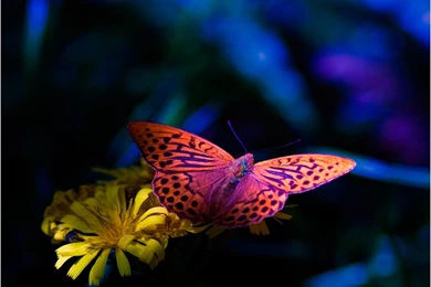 Cute Flower Iphone 4 Wallpapers Free 640x960 Hd Apple Iphone ...