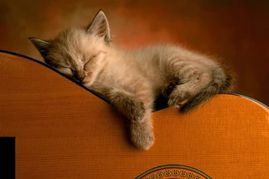 Cute Desktop Backgrounds Wallpapers HD   CuteWallpaper.org