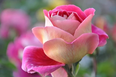 Beautiful Rose Flower Wallpapers Mobile   Uncalke.com