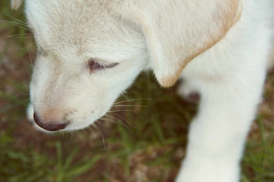 Very Nice Akbash Puppy Photo And Wallpaper. Beautiful Very Nice ...