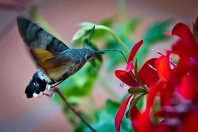 Beautiful Birds HD Wallpapers   Android Apps On Google Play